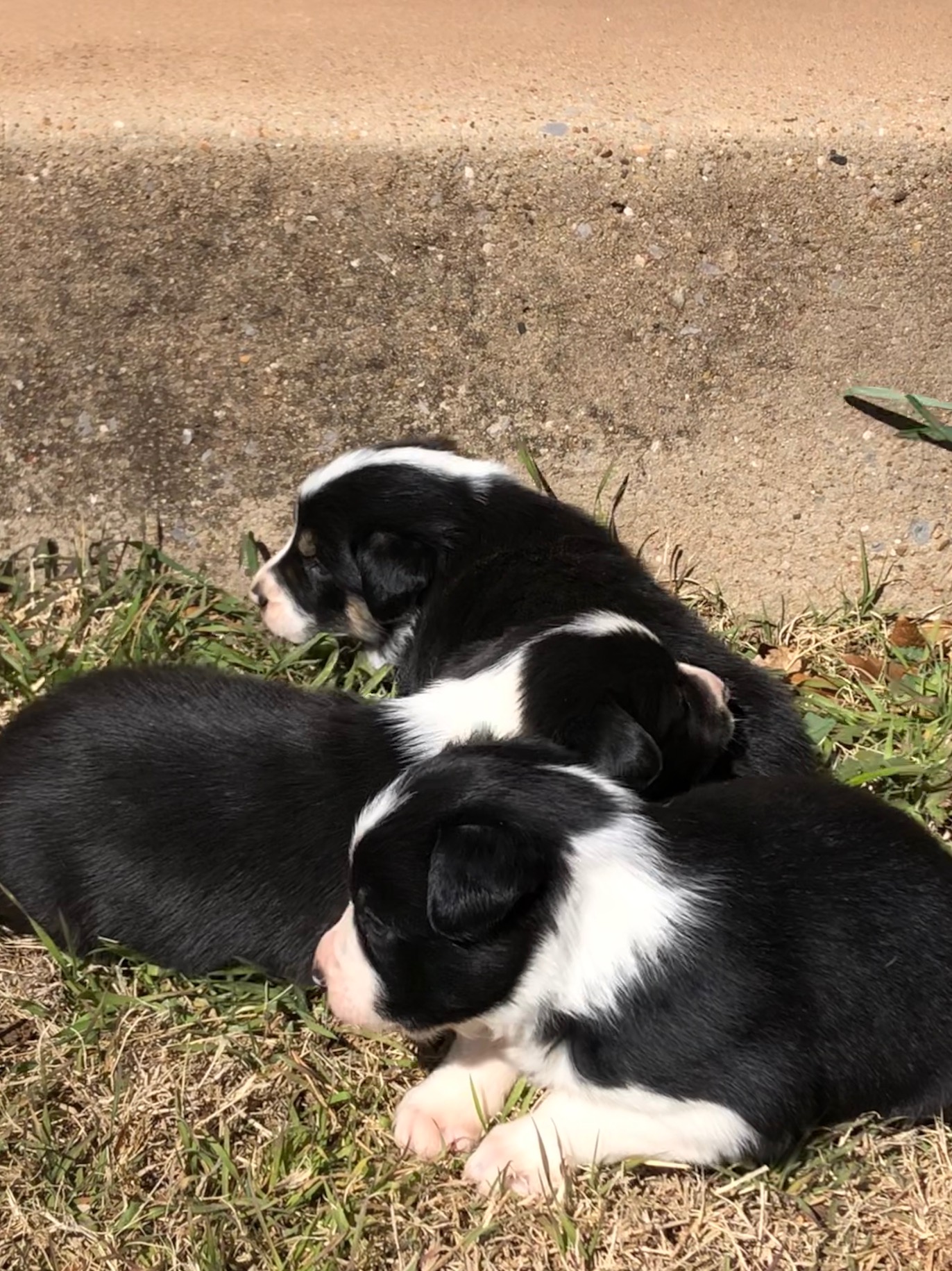 Puppies